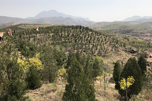 Axalta forest outside Beijing